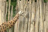 leipzig zoo-01_07_2011_zoo_allgemein_229